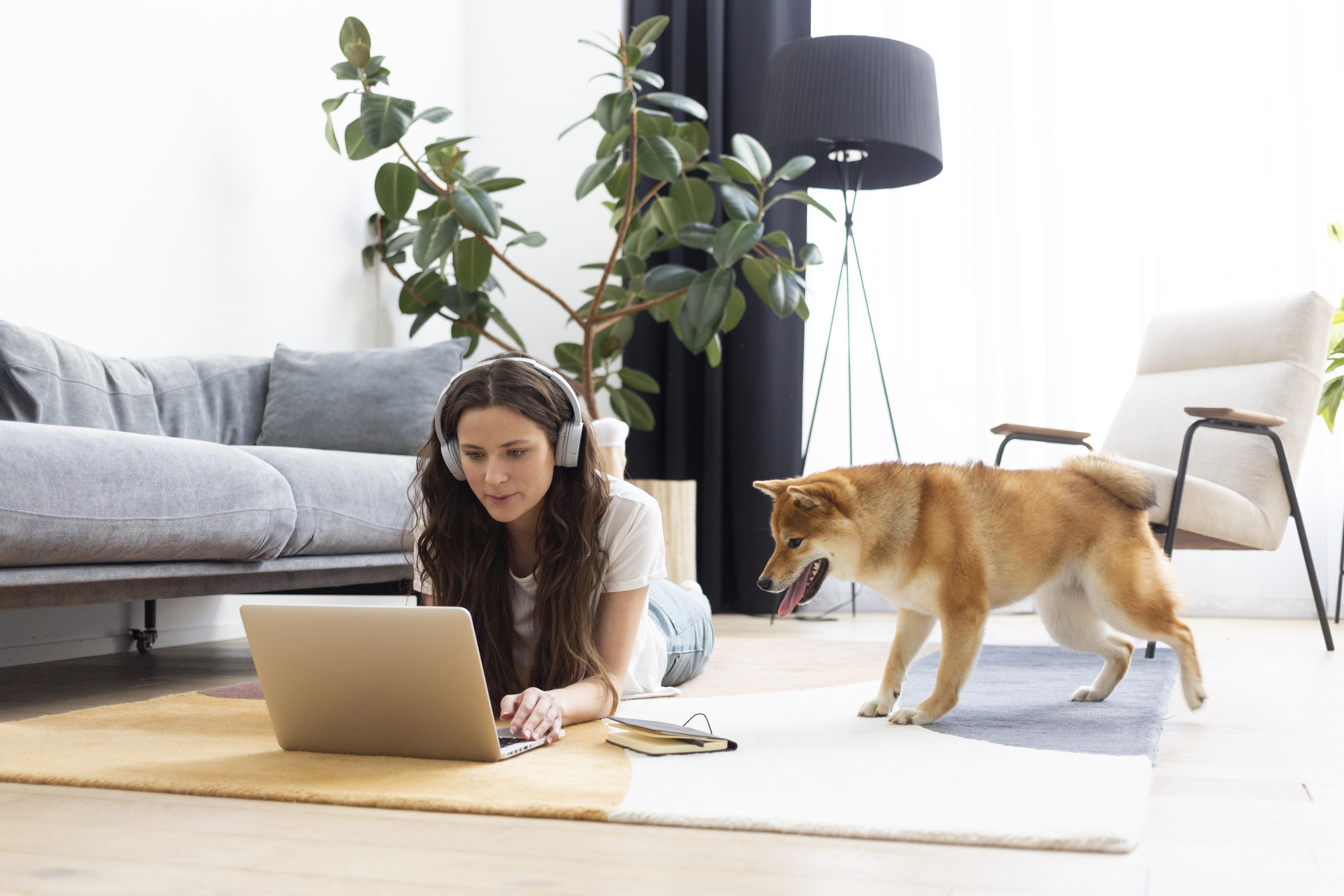 Pet Sitting & Dog Walking